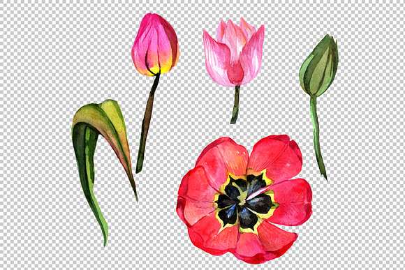 Red tulip watercolor PNG flower set in Illustrations - product preview 3