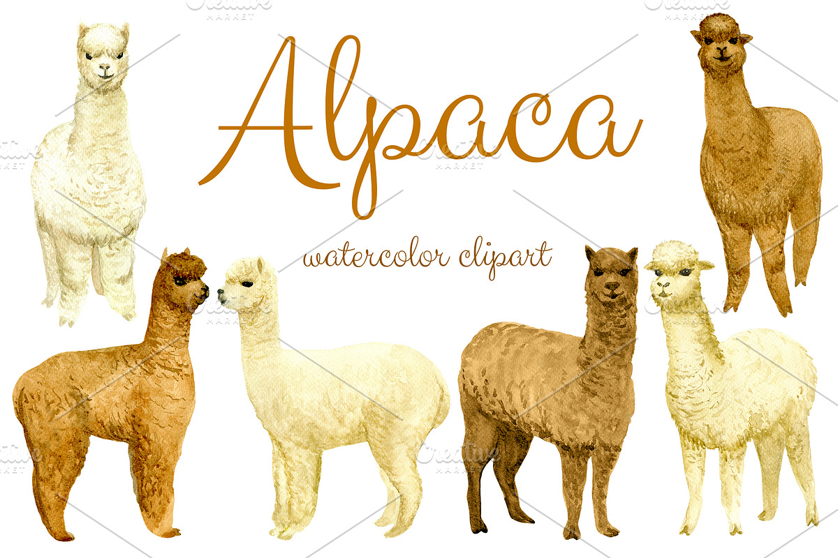 Watercolor Alpaca, Clip arts in Illustrations - product preview 8