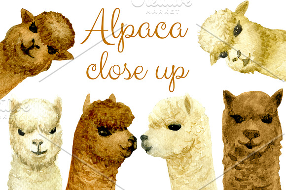 Watercolor Alpaca, Clip arts in Illustrations - product preview 1