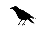 Side View Graphic Silhouette Brid Isolated