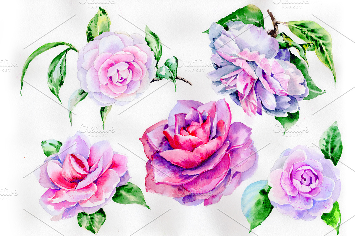 Stunning pink hulthemia PNG set in Illustrations - product preview 8