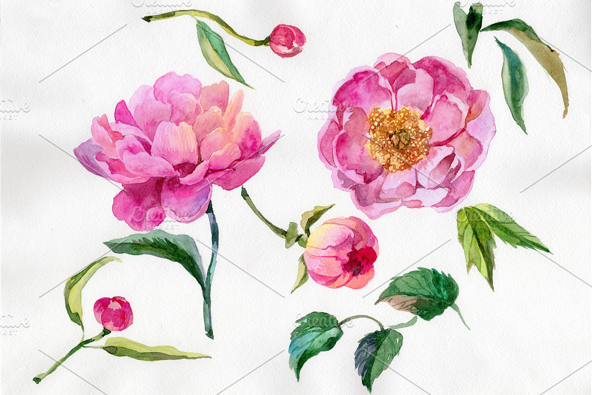 Wildflower elegant pink peony PNG in Illustrations - product preview 8
