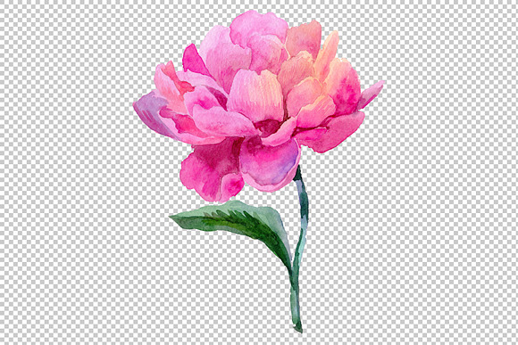 Wildflower elegant pink peony PNG in Illustrations - product preview 1