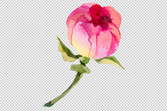 Wildflower elegant pink peony PNG in Illustrations - product preview 3