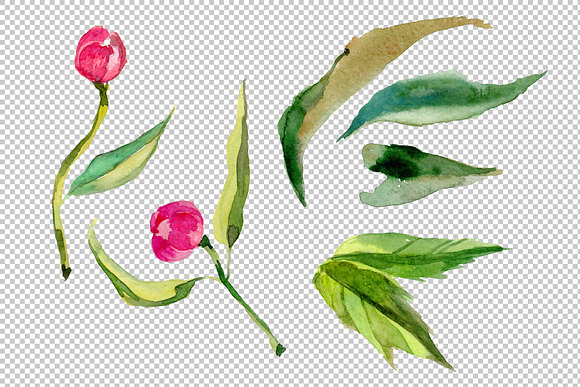 Wildflower elegant pink peony PNG in Illustrations - product preview 4