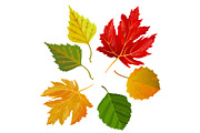 Autumn colorful leaves from maple and oak trees