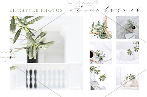 OLIVE BRANCH. 60 PHOTOS + MOCKUPS in Instagram Templates - product preview 5