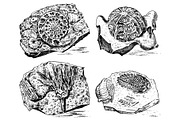 Fragment fossils, skeleton of prehistoric dead animals in stone. Ammonite and trilobite, Sea urchin and Crinoid. Archeology or paleontology. engraved hand drawn old vintage sketch. Vector illustration