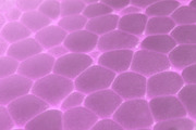 Lilac Foam Plastic Texture