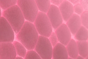Light Rose Foam Plastic Texture