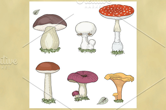 Mushrooms & Forest Collection in Patterns - product preview 1