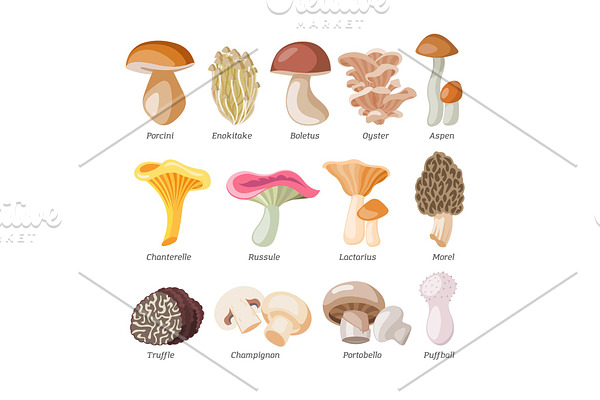 Mushroom vector natural fungus and mushrooming organic food illustration set of edible champignon isolated on white background