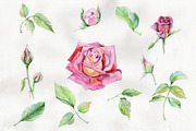 Wildflower delicate pink rose PNG se