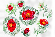 Bloom red roses watercolor PNG set