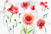 Field red poppies PNG watercolor set