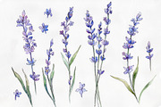 Wild field lavender PNG watercolor