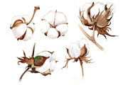 Wildflower soft cotton PNG set
