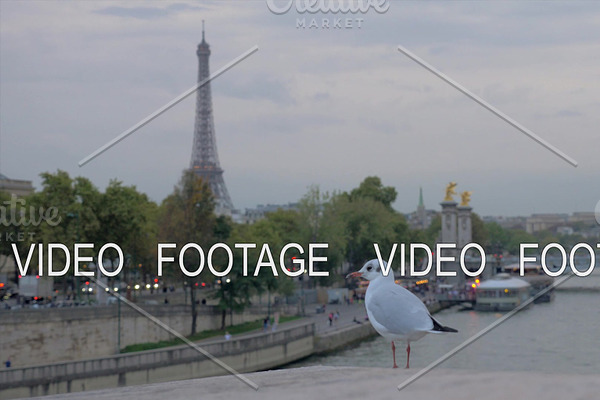 Paris cityscape with waterfront, Eiffel Tower and flying gull