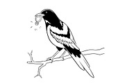 Magpie bird with golden ring coloring vector