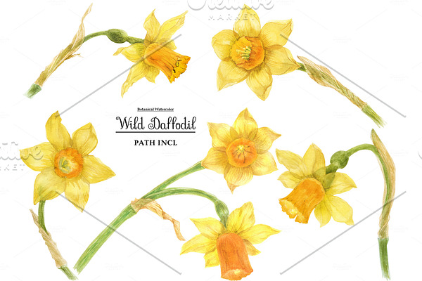 Watercolor Wild Daffodil
