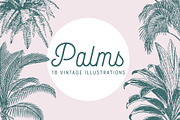 PALMS | 18 Vintage Vectors