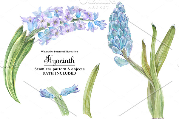 Watercolor Hyacinth