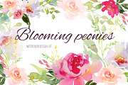 Blooming peonies