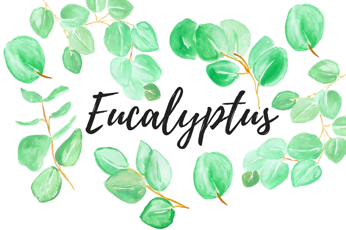 Watercolor Eucalyptus Clipart in Illustrations - product preview 8