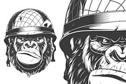 Gorilla in the military helmet