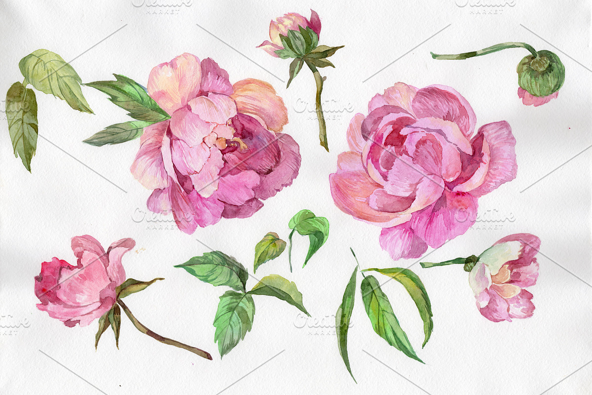 Elegant flower pink peony PNG set in Illustrations - product preview 8