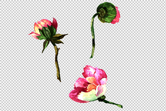 Elegant flower pink peony PNG set in Illustrations - product preview 1