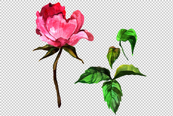 Elegant flower pink peony PNG set in Illustrations - product preview 2