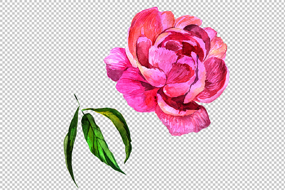 Elegant flower pink peony PNG set in Illustrations - product preview 3