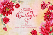 Aquilegia cool flower PNG watercolor