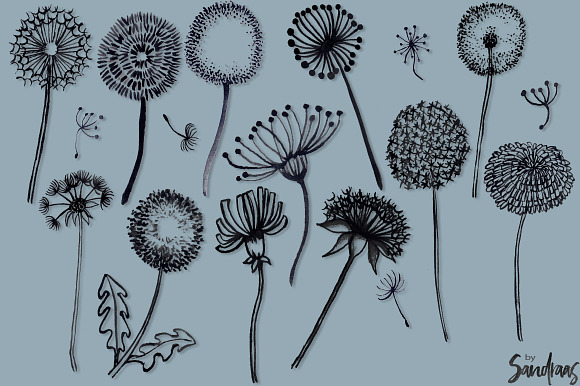 Dandelion handpainted clip art in Illustrations - product preview 1