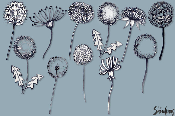 Dandelion handpainted clip art in Illustrations - product preview 2