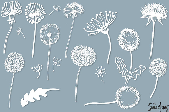 Dandelion handpainted clip art in Illustrations - product preview 3
