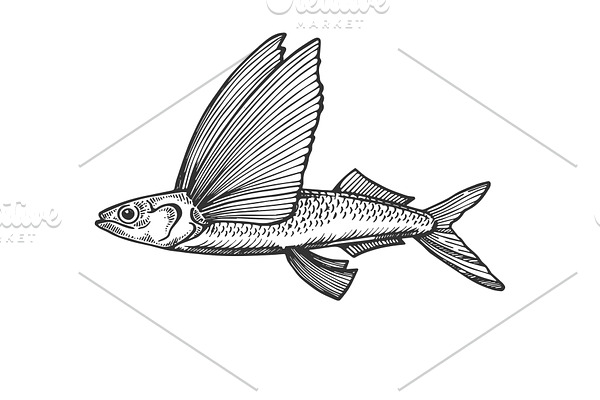 Flying fish engraving vector illustration