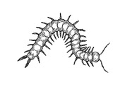 Scolopendra insect engraving vector illustration