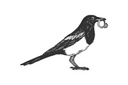 Magpie bird with golden ring engraving vector