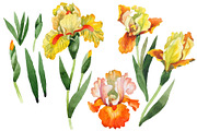 Yellow flower irises PNG watercolor 