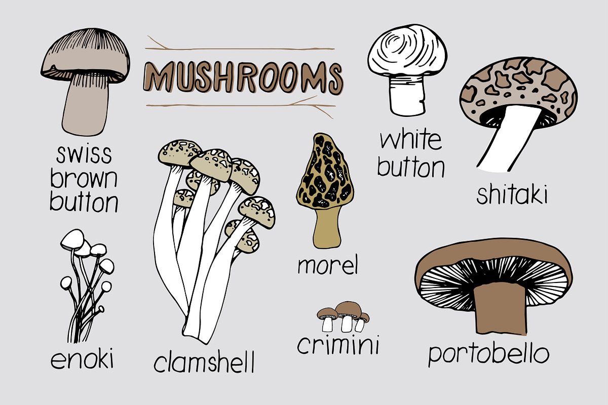 Mushroom Varieties | Custom-Designed Illustrations ~ Creative Market