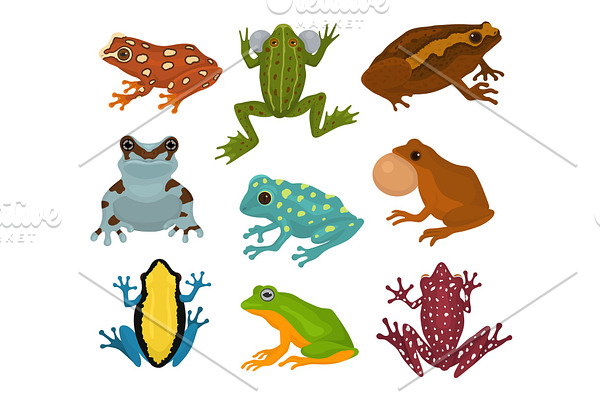 Frog vector froggy character and cartoon amphibian toad in tropical nature illustration set of fauna exotic treefrog and bullfrog isolated on white background