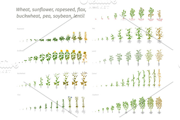 Sunflower rapeseed flax buckwheat pea soybean potato wheat. Vector showing the progression growing plants. Determination of the growth stages biology
