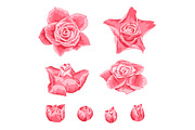 Set of decorative pink roses.