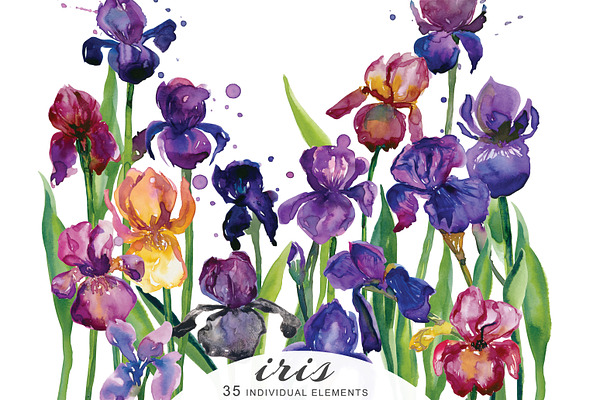 Watercolor Iris Flowers Clipart
