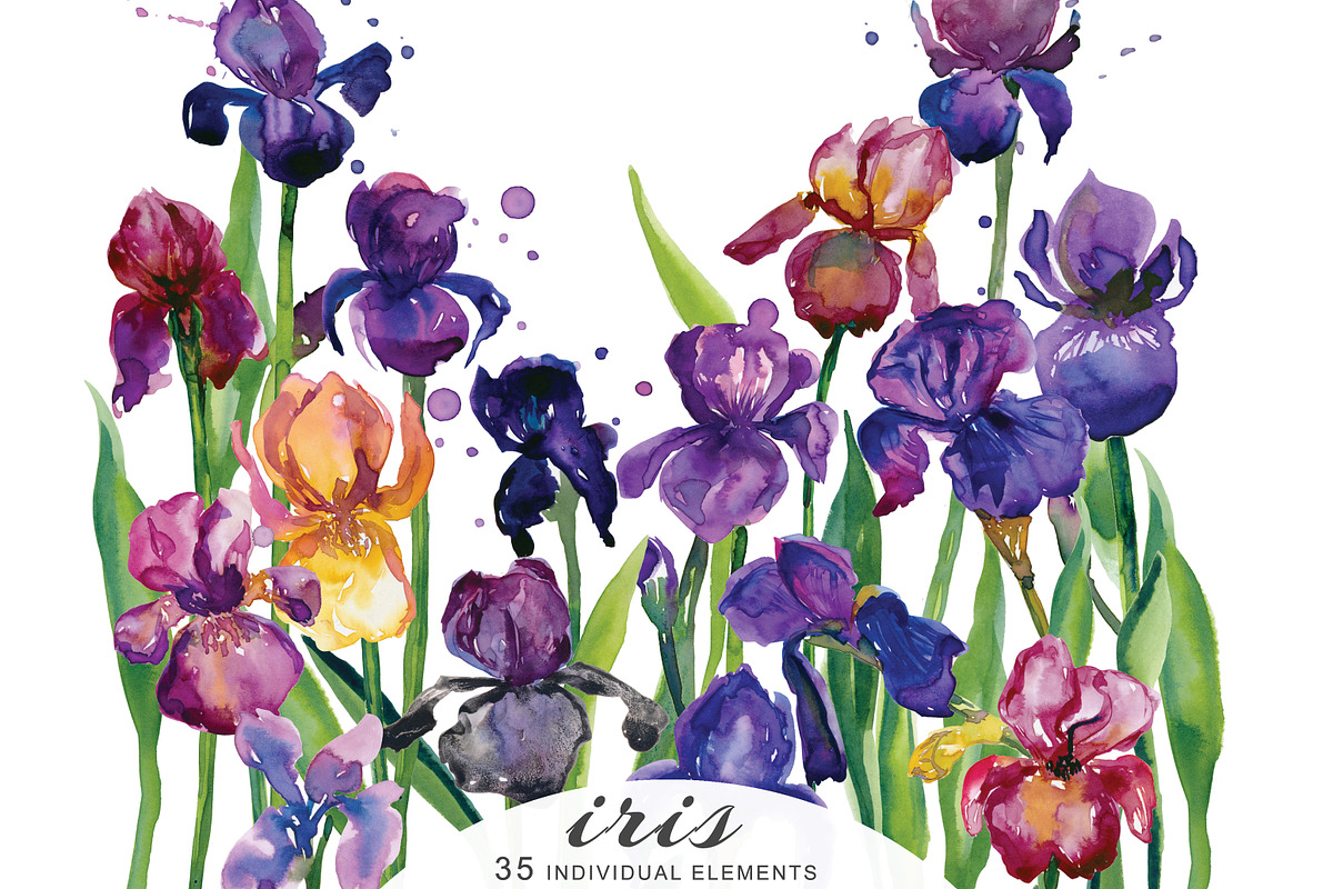 Watercolor Iris Flowers Clipart in Illustrations - product preview 8