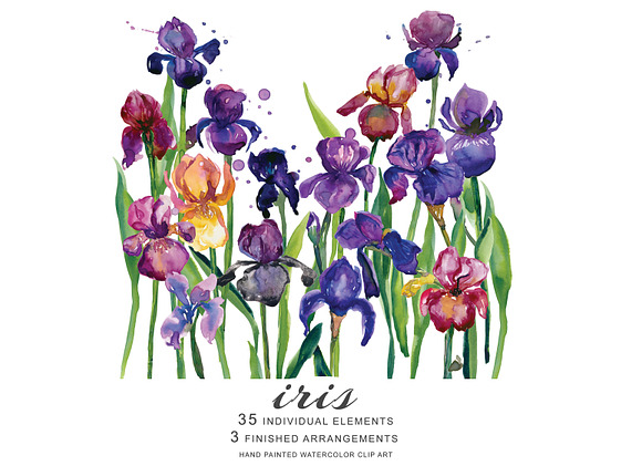 Watercolor Iris Flowers Clipart in Illustrations - product preview 1