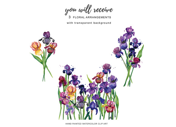 Watercolor Iris Flowers Clipart in Illustrations - product preview 3