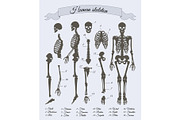 Human Skeleton and Parts, Vector Illustration